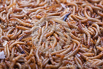 pile of living mealworms larvae Stock Photo