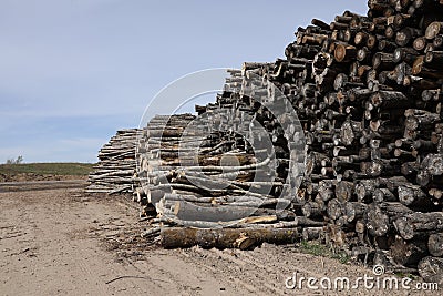 Pile of logs, cutted down forest wood. Stock Photo