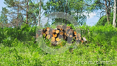 Pile of logs in the forest. stack of timber. prepared firewood. nature landscape Stock Photo