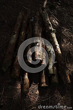 Pile of Logs in the Middle of the Woods Stock Photo