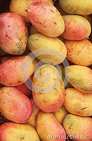 A pile of Mangoes together. Stock Photo