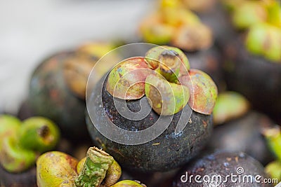Pile Of Mangosteen Fruit Stock Photo