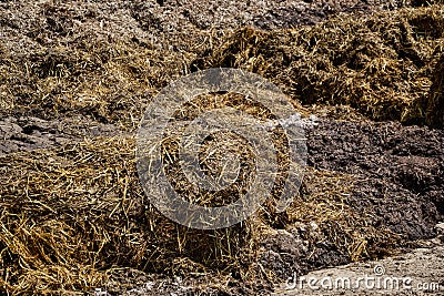 Pile of manure in the countryside. Heap of dung on the farm yard Stock Photo