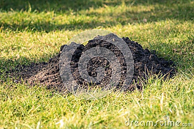 Pile of mole mound on the lawn Stock Photo