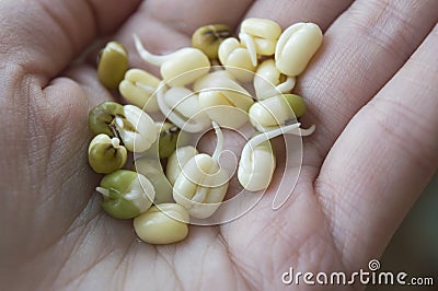 Sprouted mung beans in palm Stock Photo