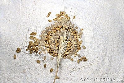 Pile of organic whole grain wheat. Fresh harvested wheat grain on wheat flour background. Stock Photo