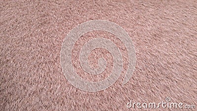 Pile overcoat beige fabric. Alpaca, wool. Stock Photo