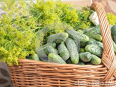 Pile of pickling cucumbers with dill in wicker basket Stock Photo