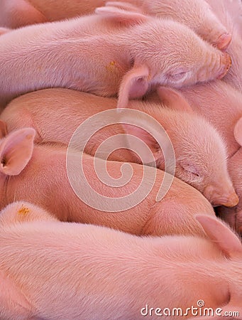 Pile of Piglets Stock Photo