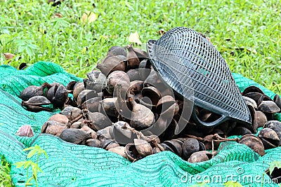 Pile of Pinari Shell With Plastic Sieve Stock Photo