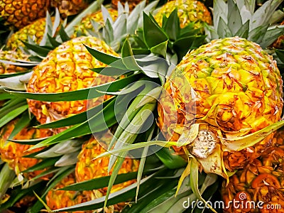Pile pineapple fruit which has been harvested and display for sale on farmers table in market Stock Photo