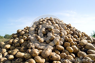 Pile of potatoes Stock Photo