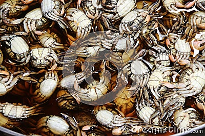 Pile of preserved crab with salt in the salty water. Meder mangrove crab, claws are reddish purple. Stock Photo