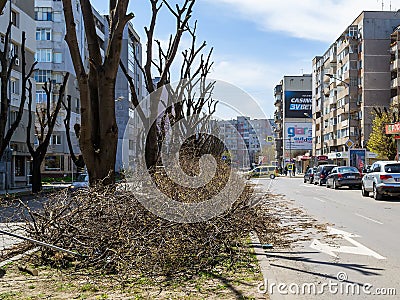 Pile of pruned tree branches stacked on a wide road dividing lane. Springtime pruning of bare trees on the street Editorial Stock Photo
