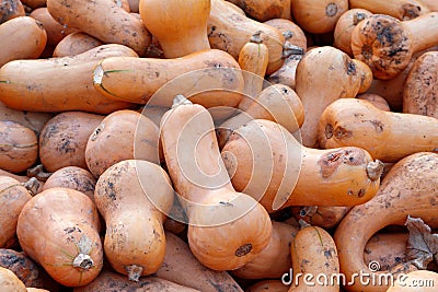 Pile of pumpkins good and bad in one, pumpkins, halloween pumpkins, roadside Bavaria province Stock Photo