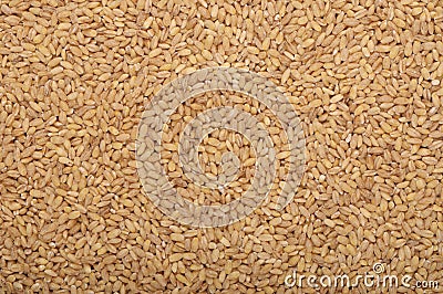 Pile of raw barley, natural grain background, cereal backdrop, brown yellow beige colour, textured backgrounds, texturing seeds, Stock Photo