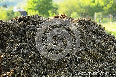 Pile of raw cow manure on the farmyard. Close up of pile of manure in the countryside. Detail of heap of dung in field on the farm Stock Photo