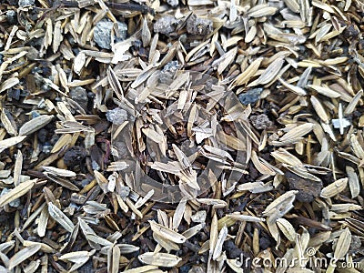 pile of rice seeds or what is called damen on the sand Stock Photo