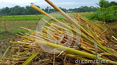 Pile of rice straw. The process of harvesting rice with semi-modern machinery. Stock Photo