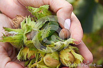 Pile of huzelnuts in woman hands Stock Photo