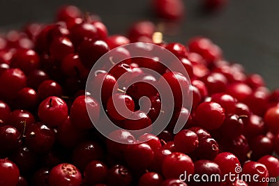 A pile of ripe lingonberries close-up on a dark background Stock Photo