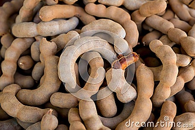 Pile of ripe Tamarind fruits.Sweet ripe tamarinds. Tamarind fruit Background. A big pile of tamarinds use for background or wallpa Stock Photo