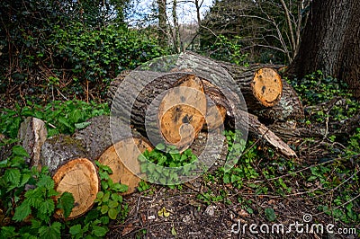 A pile of sawed logs in a wood with nettles and ivy Stock Photo