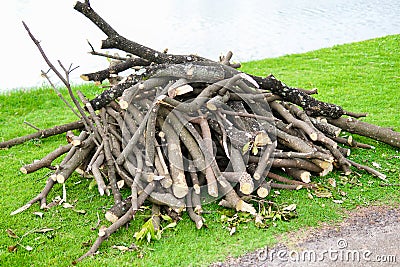 Pile of sawed wood and cut tree branches. Cross section birch tree trunks. Timber background.Log pile at a camp in the park Stock Photo