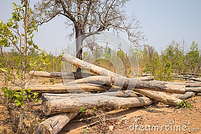 Pile of sawed wood in forest in Tay Nguyen, Central Highlands of Vietnam Stock Photo