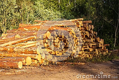 A pile of sawn logs on a field Stock Photo