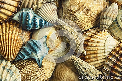 Sea shells. Blue with orange. Stock Photo