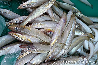 Pile of Silver sillago fish or Sillago maculata. Stock Photo