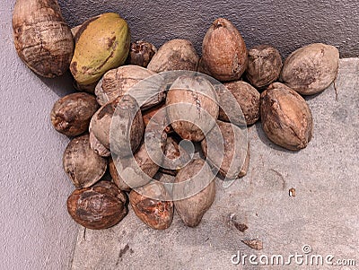 Pile or stack or group of dry coconut in a store house Stock Photo