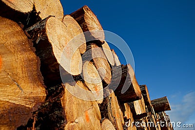 Pile of timber logs from logging Stock Photo