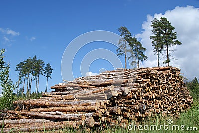 Pile of Timber Logs Summer Landscape Stock Photo