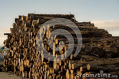 A pile of Tree Trucks in Boatyard, at Fraserburgh Harbour. Aberdeenshire, Scotland, UK. Stock Photo