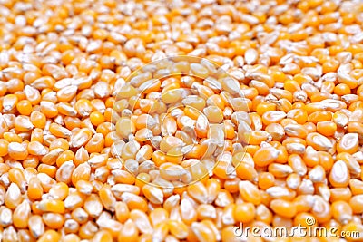 Pile of uncooked popcorn seeds Stock Photo