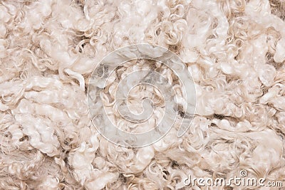 Pile of unprocessed high quality merino wool Stock Photo