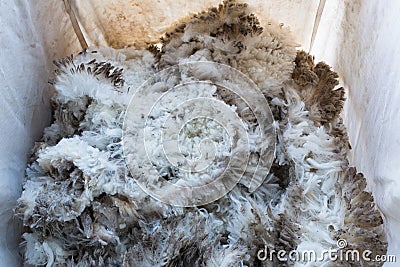 Pile of unprocessed sheep fleece in a collecting bag Stock Photo