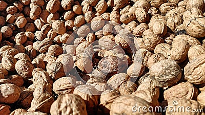 Pile of walnuts under the sunlight Stock Photo
