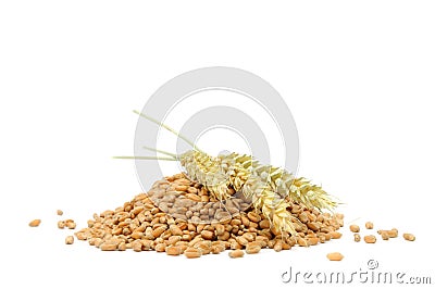 Pile of Wheat Grains with Ears Stock Photo