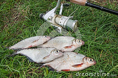 Pile of the white bream or silver fish and white-eye bream on th Stock Photo