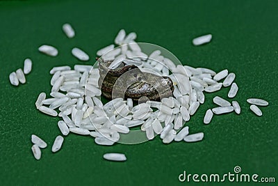 A pile of white rice with a small souvenir boot on a green table Stock Photo