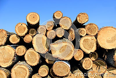 Pile of wood after deforestation. Tree logs. Dry chopped firewood logs stacked up on top of each other. Brown logs. Stock Photo