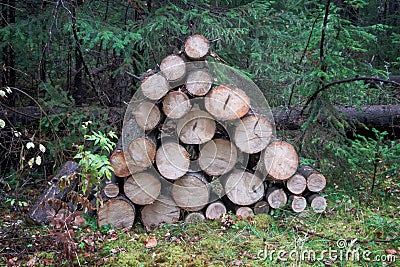 A pile of wood after deforestation. Tree logs lie on the ground in the forest. Dry chopped firewood stacked on top of Stock Photo