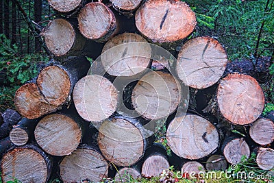 A pile of wood after deforestation. Tree logs lie on the ground in the forest. Dry chopped firewood stacked on top of Stock Photo