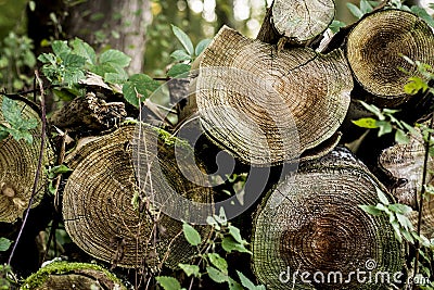 Pile of wood Stock Photo