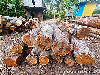 Pile of wooden logs, big trunks of tall trees cut and stacked. Stack of cut pine tree logs in a forest. Wood industry concept Stock Photo