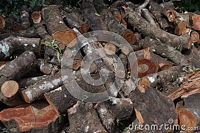 Pile woods cutting Stock Photo