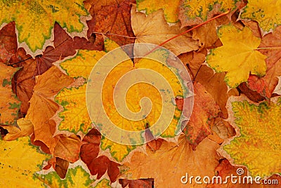Pile of yellow maple leaves is as a background, autumn multicolored creative composition Stock Photo